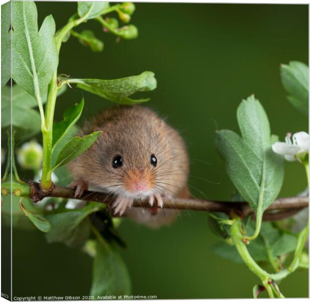 adorable cute harvest mice micromys minutus on white flower foliage with neutral green nature background Canvas Print by Matthew Gibson