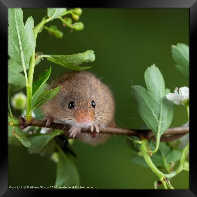 adorable cute harvest mice micromys minutus on white flower foliage with neutral green nature background Framed Print by Matthew Gibson