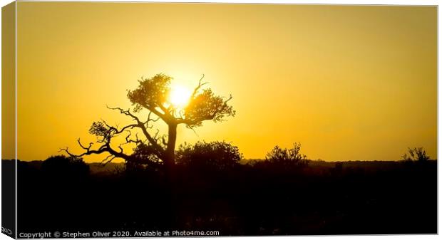 Sun Tree Canvas Print by Stephen Oliver
