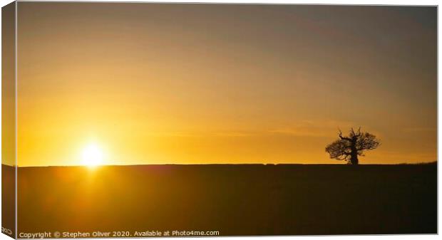 The Lone Tree Canvas Print by Stephen Oliver