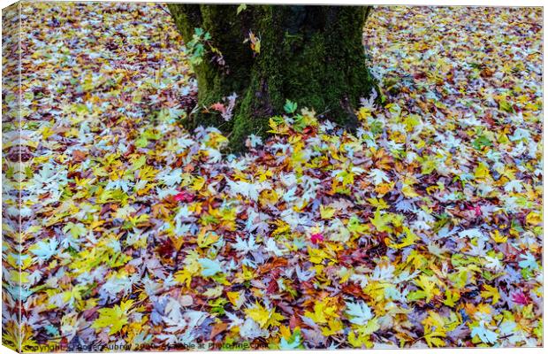 Autumn leaves carpet Canvas Print by Roger Aubrey