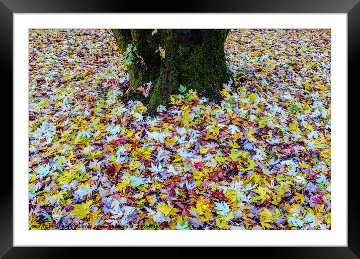 Autumn leaves carpet Framed Mounted Print by Roger Aubrey