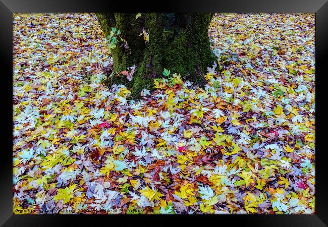 Autumn leaves carpet Framed Print by Roger Aubrey