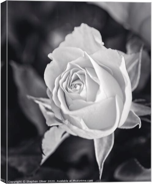 Mono Rose Canvas Print by Stephen Oliver