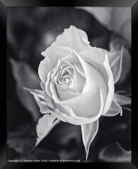 Mono Rose Framed Print by Stephen Oliver