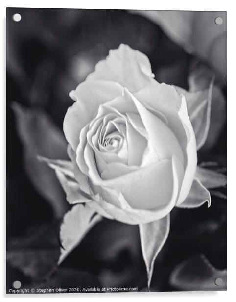 Mono Rose Acrylic by Stephen Oliver