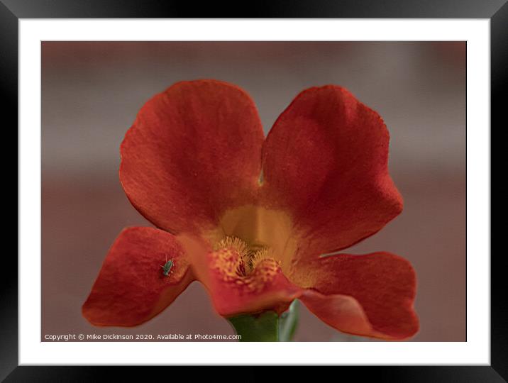 Mimulus Magic Framed Mounted Print by Mike Dickinson