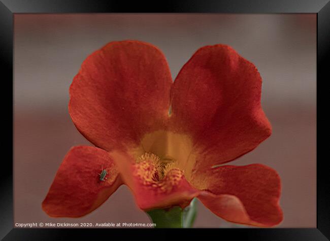 Mimulus Magic Framed Print by Mike Dickinson