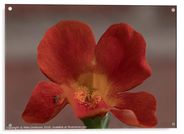 Mimulus Magic Acrylic by Mike Dickinson