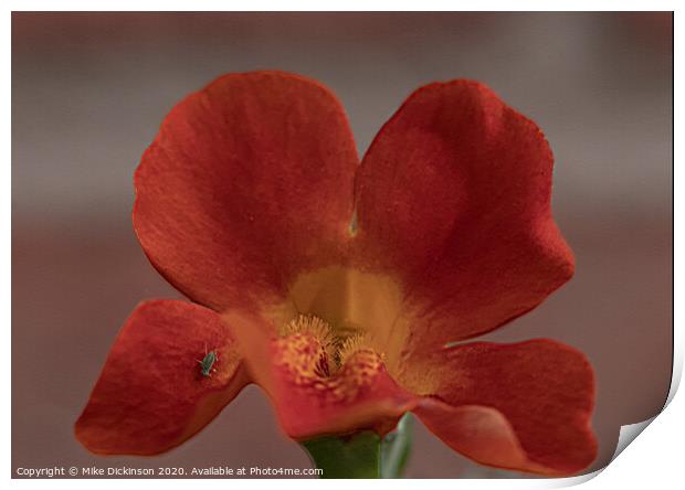 Mimulus Magic Print by Mike Dickinson