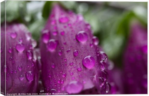 Rain on foxgloves Canvas Print by Mike Dale