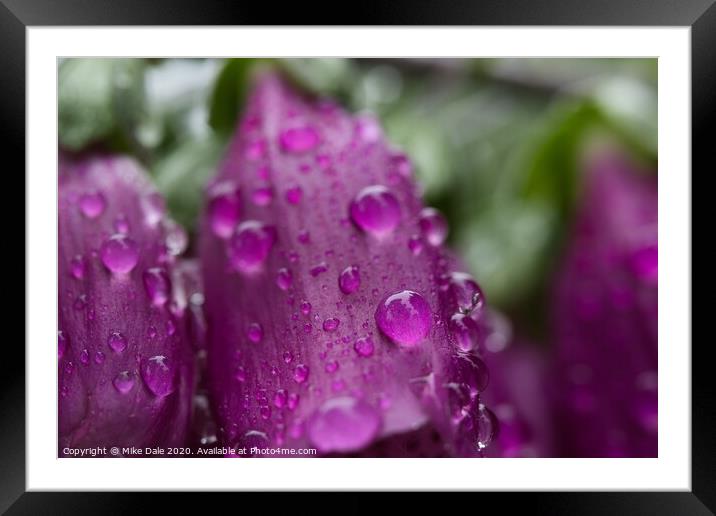 Rain on foxgloves Framed Mounted Print by Mike Dale