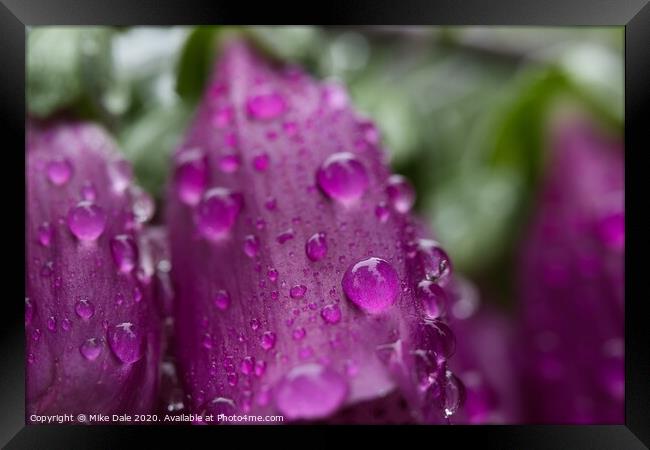 Rain on foxgloves Framed Print by Mike Dale