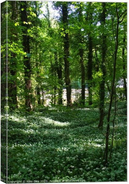 Wild garlic in the woods Canvas Print by Mike Dale