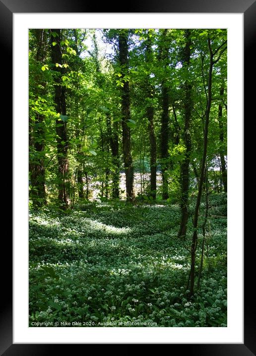 Wild garlic in the woods Framed Mounted Print by Mike Dale