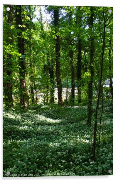 Wild garlic in the woods Acrylic by Mike Dale