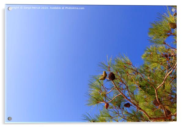 A branch of the mediterranean spruce with cones against the blue sky Acrylic by Sergii Petruk