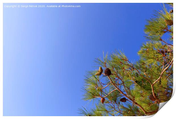 A branch of the mediterranean spruce with cones against the blue sky Print by Sergii Petruk