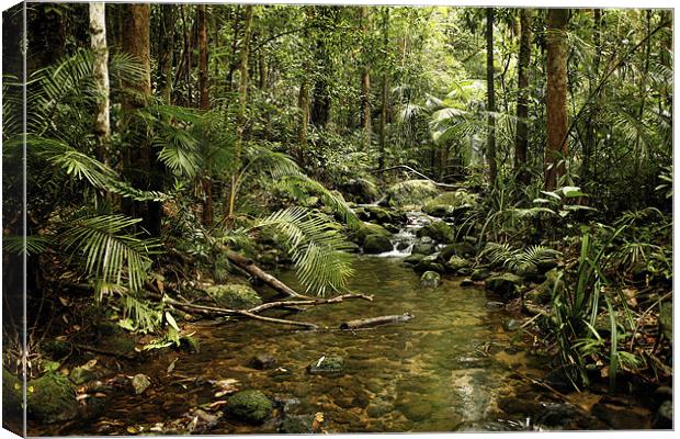 Australian Rainforest Canvas Print by David McLean