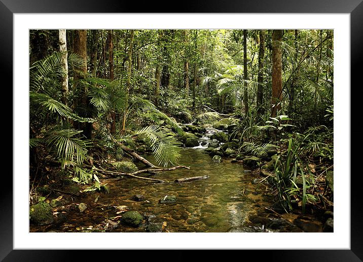 Australian Rainforest Framed Mounted Print by David McLean