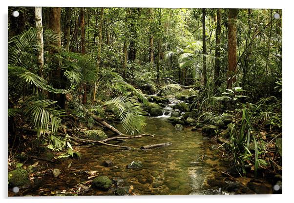 Australian Rainforest Acrylic by David McLean