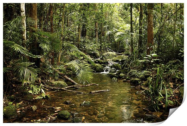 Australian Rainforest Print by David McLean