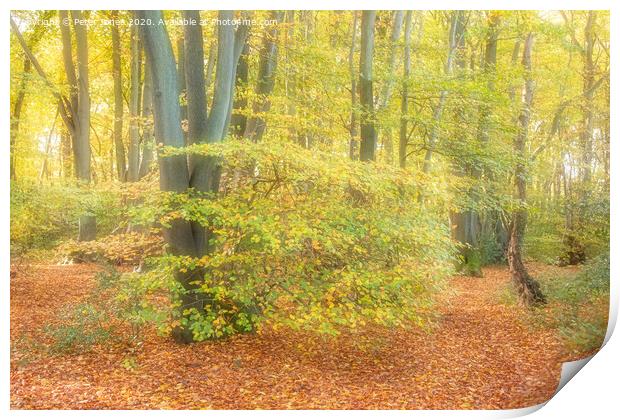 Early Autumn in Long Grove Woods Print by Peter Jones