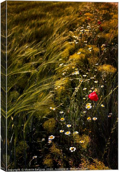 Wild flowers in the field Canvas Print by Vicente Sargues