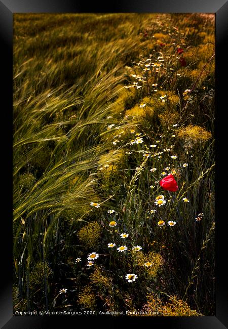 Wild flowers in the field Framed Print by Vicente Sargues