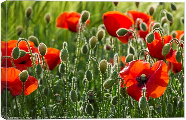 Poppies and light Canvas Print by Vicente Sargues