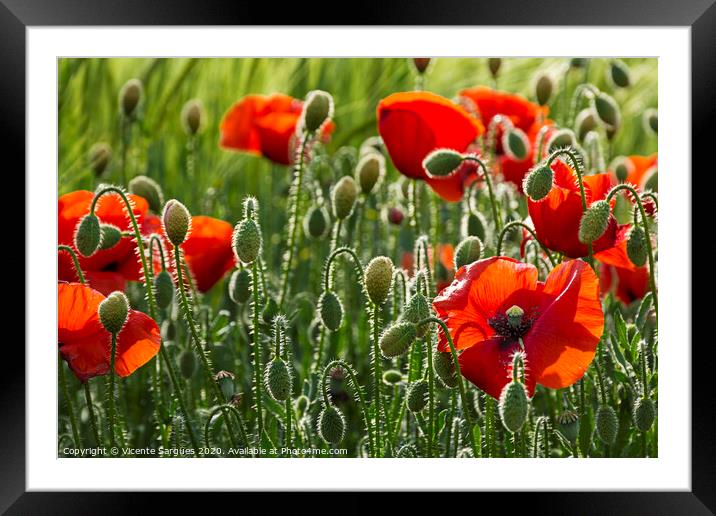 Poppies and light Framed Mounted Print by Vicente Sargues