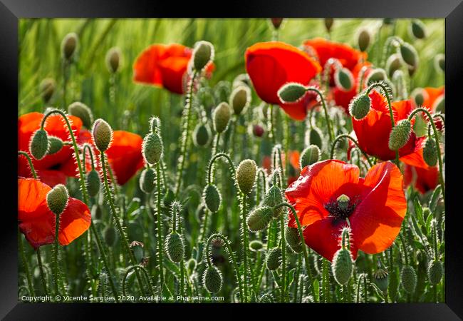 Poppies and light Framed Print by Vicente Sargues