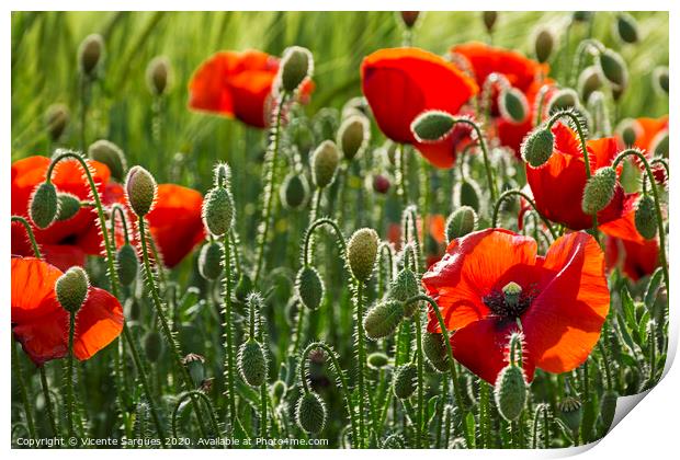 Poppies and light Print by Vicente Sargues