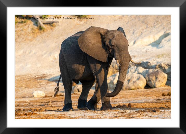 Solitary bull elephant by the Chobe River, Botswan Framed Mounted Print by Angus McComiskey