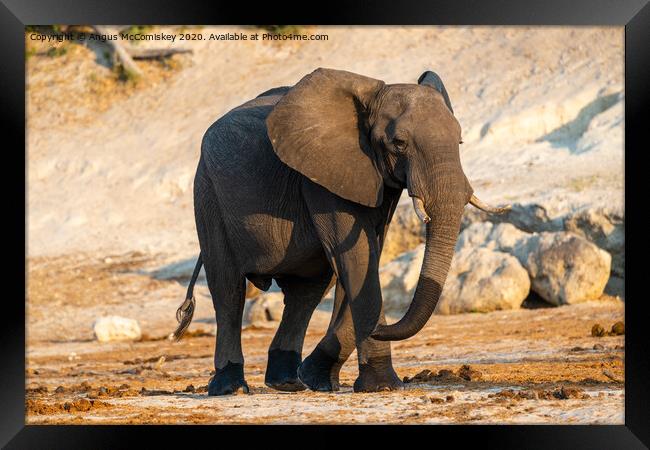 Solitary bull elephant by the Chobe River, Botswan Framed Print by Angus McComiskey