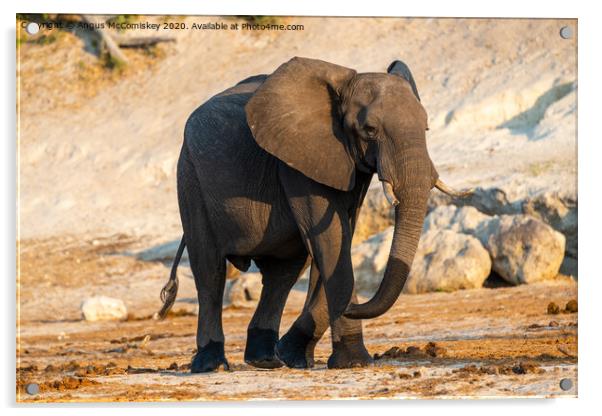 Solitary bull elephant by the Chobe River, Botswan Acrylic by Angus McComiskey