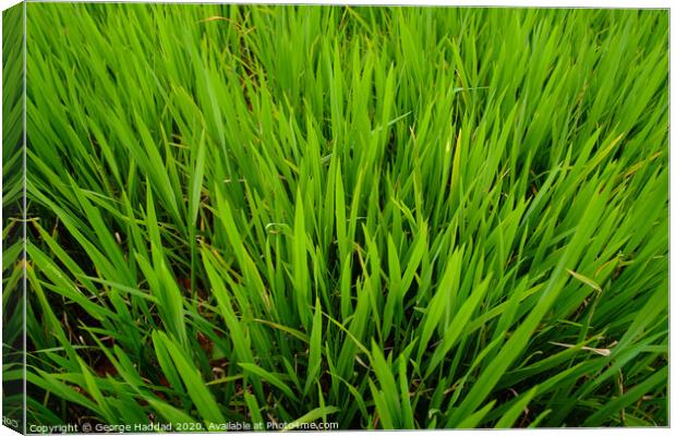 Outdoor grass Canvas Print by George Haddad