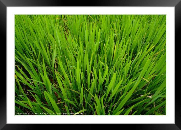 Outdoor grass Framed Mounted Print by George Haddad