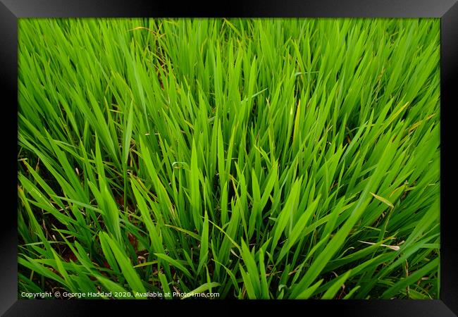 Outdoor grass Framed Print by George Haddad