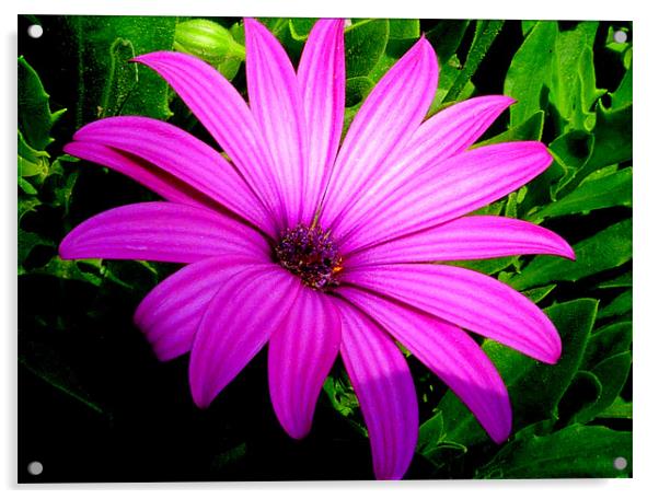 Purple Daisy Acrylic by Louise Godwin