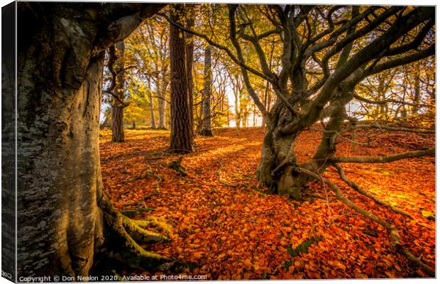 Enchanted Path Through a Colourful Autumn Forest Canvas Print by Don Nealon