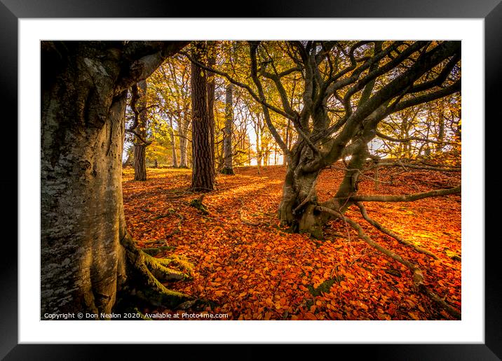 Enchanted Path Through a Colourful Autumn Forest Framed Mounted Print by Don Nealon