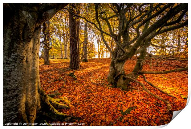 Enchanted Path Through a Colourful Autumn Forest Print by Don Nealon