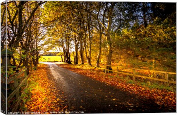 Tree lined road in autumn Canvas Print by Don Nealon