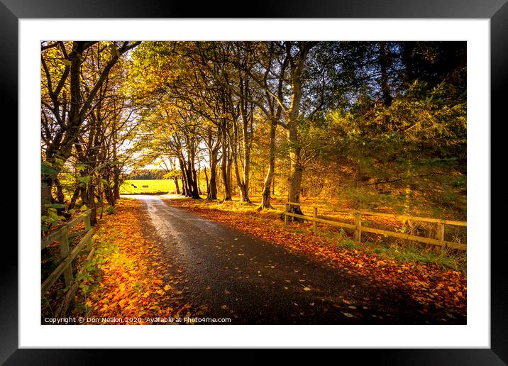 Tree lined road in autumn Framed Mounted Print by Don Nealon