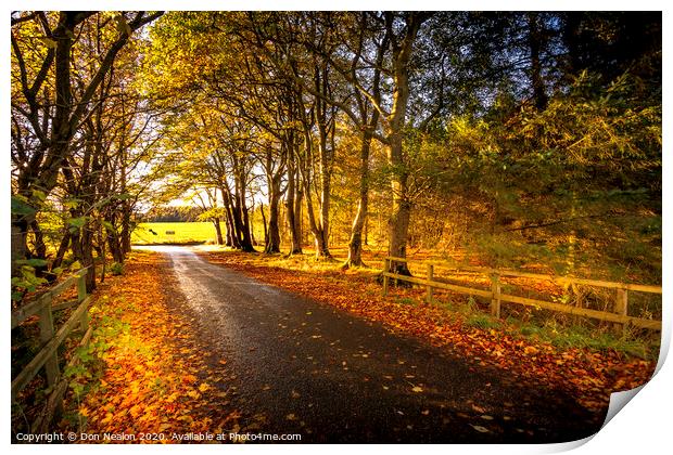 Tree lined road in autumn Print by Don Nealon
