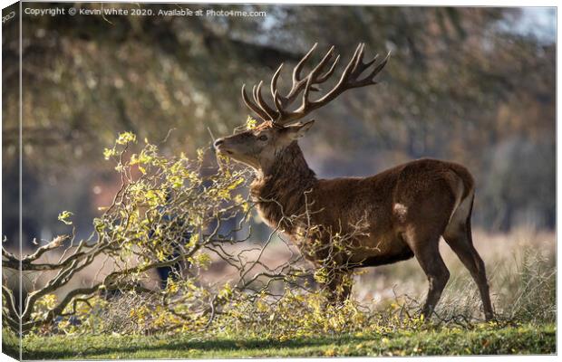 Deer having a scratch Canvas Print by Kevin White