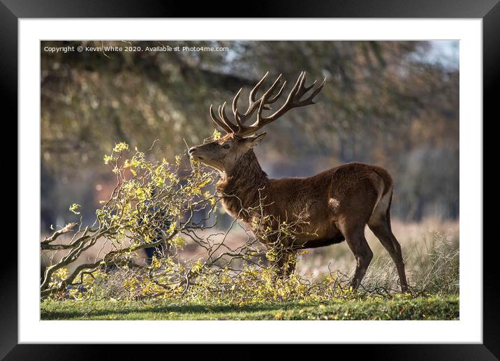 Deer having a scratch Framed Mounted Print by Kevin White