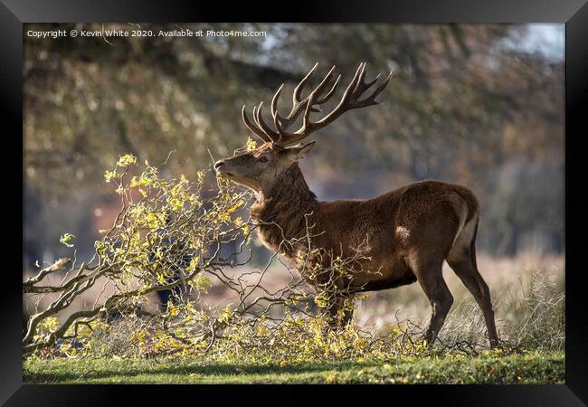 Deer having a scratch Framed Print by Kevin White