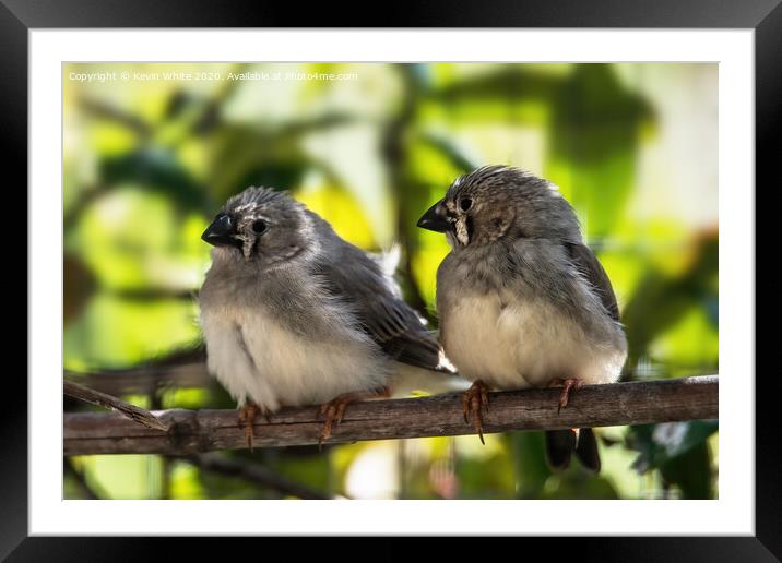 Baby Finch chicks Framed Mounted Print by Kevin White